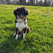 Alice participe au concours pour gagner de l'argent avec cette photo : animal, canine, collar, cute, daylight, dog, ears, field, fur, grass, greenery, nature, outdoor, pet, puppy, sitting, sunlight, tag, trees, young