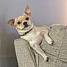 dog, small_dog, chihuahua, pet, animal, sitting, lounging, armchair, furniture, indoors, living_room, collar, tan_fur, white_fur, floppy_ear, upright_ear, black_nose, relaxed, portrait, home_decor