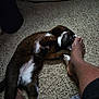 animal, black_and_white_cat, carpet, casual, cat, cozy, floor, foot, furry, home, human_leg, indoor, interaction, paw, person, pet, playful, relaxed, resting, white_paws