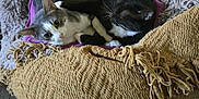 Reggie joined the competition — help win amazing prizes! cat, cats, pet, animal, cozy, bed, blanket, furry, resting, snuggling, indoor, carpet, furniture, purple, brown, gray, black, white, curious, peaceful