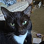 cat, tuxedo_cat, green_eyes, indoor, close_up, pet, feline, whiskers, black_and_white, living_room, sofa, cushions, carpet, domestic_animal, animal, fur, cute, eyes, relaxed, companion