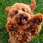 Oddie is registered to the contest to win money with this photo: brown_fur, closeup, curly_fur, dog, doodle, eyes, furry, grass, happy, jumping, mischievous, nose, outdoors, park, paws, pet, playful, portrait, puppy, tongue