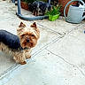 animal, canine, concrete, curious, daylight, dog, domestic_animal, fur, garden, grass, green_planter, outdoor, pet, plant, sidewalk, small_dog, sniffing, watering_can, yard, yorkshire_terrier
