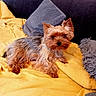 animal, blanket, companion, couch, cozy, cute, dog, domestic, fur, fur_texture, gray, home, indoors, pet, pillow, relaxed, resting, small_dog, yellow, yorkshire_terrier