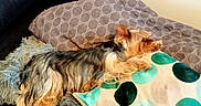 Leika a rejoint le concours — aidez-le/la à gagner de superbes lots ! animal, blanket, blue, brown, comfort, couch, cozy, dog, fur, green, grey, home, indoor, pattern, pet, pillow, relaxing, resting, small_dog, texture
