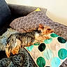 animal, blanket, blue, brown, comfort, couch, cozy, dog, fur, green, grey, home, indoor, pattern, pet, pillow, relaxing, resting, small_dog, texture