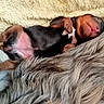 adorable, animal, closeup, cozy, cute, dog, domestic_animal, fur, fur_texture, nap, paw, pet, pink_belly, puppy, relaxed, resting, sleeping, small, soft, towel