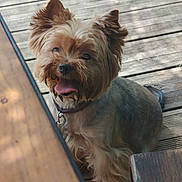 Rico participe au concours pour gagner de l'argent avec cette photo : animal, collar, companion, cute, daylight, dog, ears, fur, groomed, happy, outdoor, pet, playful, sitting, small_dog, table, tongue_out, wood, wooden_deck, yorkshire_terrier