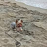 Rico participe au concours pour gagner de l'argent avec cette photo : animal, beach, canine, coast, daytime, dog, leash, nature, outdoor, pet, playful, quiet, relaxing, sand, sea, shore, small_dog, summer, tongue_out, water