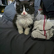 Mr.fluffy is registered to the contest to win money with this photo: animal, bed, black_and_white, blanket, cat, clothes, cozy, curious, cute, ears, eyes, fluffy, fur, indoor, kitten, nose, pet, small, whiskers, young