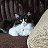 Mr.fluffy is registered to the contest to win money with this photo: animal, black_and_white, cat, close_up, couch, cozy, cute, domestic, feline, fluffy, fur, green_eyes, household, indoor, pet, pillow, portrait, relaxed, resting, whiskers