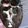 Mr.fluffy is registered to the contest to win money with this photo: animal, black_and_white, blue_collar, cat, close_up, collar, cuddle, cute, domestic_animal, feline, fur, indoor, kitten, pet, pink_collar, resting, sleeping, snuggle, soft, two_animals