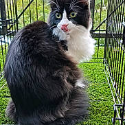 Mr.fluffy joined the competition — help win amazing prizes! cat, black_and_white, fluffy, tongue_out, cage, artificial_grass, greenery, outdoor, pet, animal, whiskers, fur, playful, close_up, portrait, sitting, nature, cute, eyes, feline