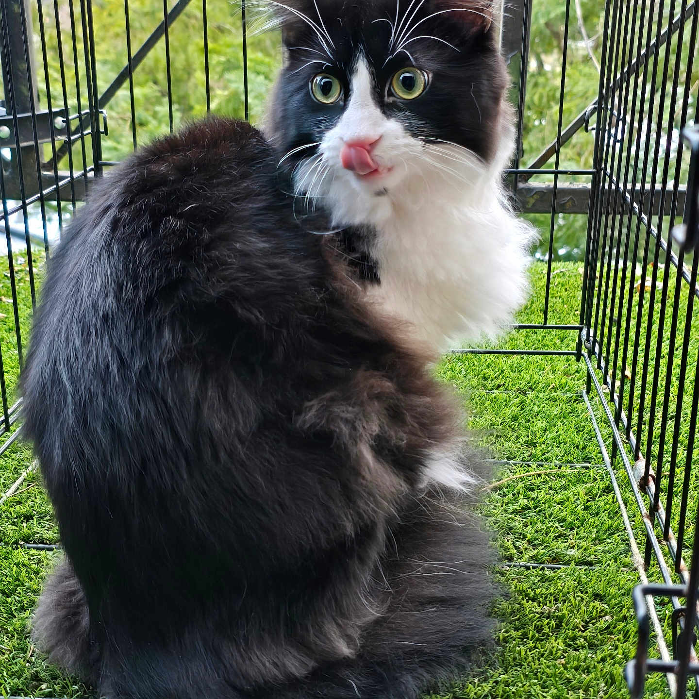 Mr.fluffy joined the competition — help win amazing prizes! cat, black_and_white, fluffy, tongue_out, cage, artificial_grass, greenery, outdoor, pet, animal, whiskers, fur, playful, close_up, portrait, sitting, nature, cute, eyes, feline