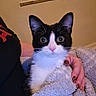 Oakley joined the competition — help win amazing prizes! animal, black_and_white, blanket, cat, close_up, comfort, cozy, cute, domestic_cat, fur, human_hand, indoors, looking_at_camera, pet, pink_nose, relaxed, resting, tuxedo_cat, whiskers, wide_eyes