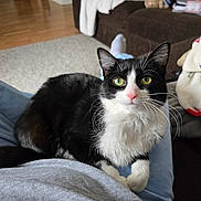 Oakley is registered to the contest to win money with this photo: cat, black_and_white, green_eyes, pet, indoor, lap, person, cozy, couch, blanket, carpet, fur, whiskers, relaxed, curious, sitting, animal, domestic, home, comfort