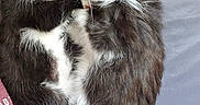 Oakley is registered to the contest to win money with this photo: adorable, animal, black_and_white, blue_collar, cat, collar, cuddle, cute, fur, human_arm, indoor, kitten, maroon_shirt, paw, pet, pink_collar, resting, sleeping, soft_surface, whiskers