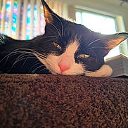 Oakley joined the competition — help win amazing prizes! animal, black_and_white, brown_surface, cat, close_up, cozy, ears, face, feline, indoor, pet, pink_nose, relaxed, resting, soft_light, stained_glass, sunlight, texture, whiskers, window