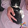 Oakley is registered to the contest to win money with this photo: animal, black_and_white, cat, claws, colorful_design, cozy, cute, feline, fur, hand, holding, indoor, kitten, person, pet, purple_clothing, small, sweatshirt, whiskers, young