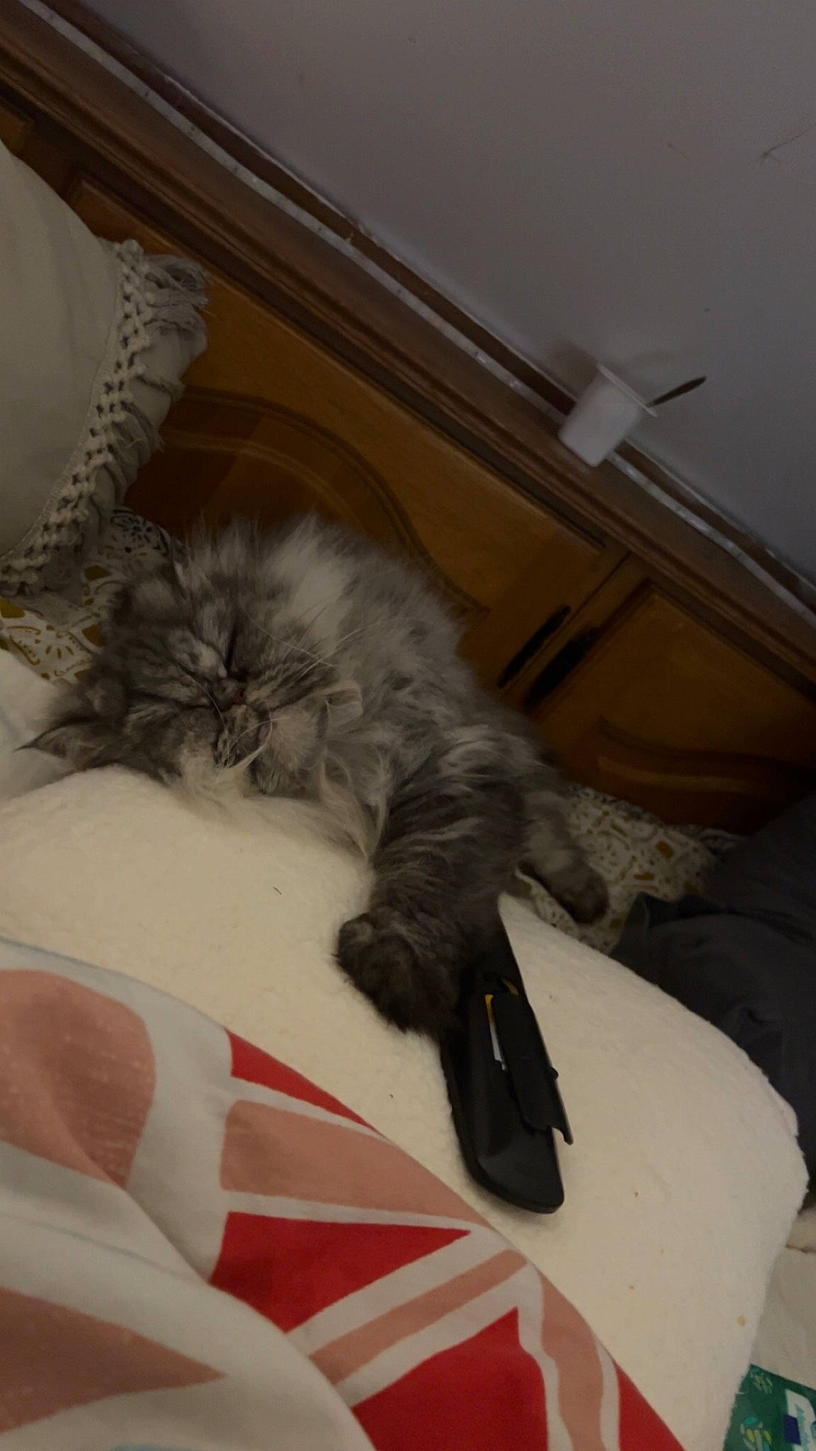 Muffin participe au concours pour gagner de l'argent avec cette photo : bed, bed_sheet, carmine, carnivore, cat, cat_bed, claw, comfort, domestic_short_haired_cat, felidae, fur, grey, hardwood, linens, nap, paw, sleep, small_to_medium_sized_cats, tail, whiskers