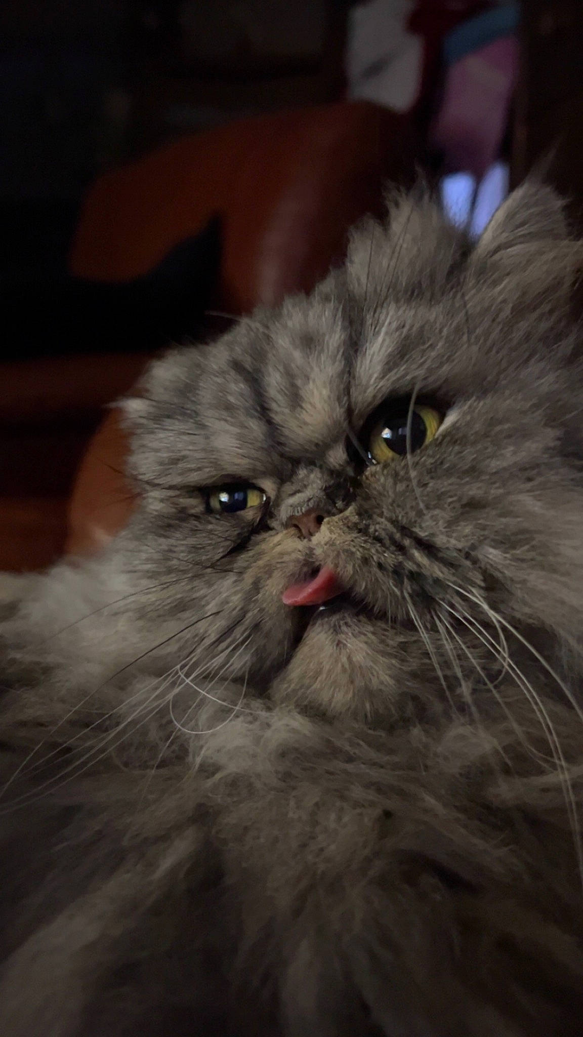 Muffin participe au concours pour gagner de l'argent avec cette photo : british_longhair, carnivore, cat, close_up, felidae, fur, grey, persian, small_to_medium_sized_cats, snout, staple_food, whiskers