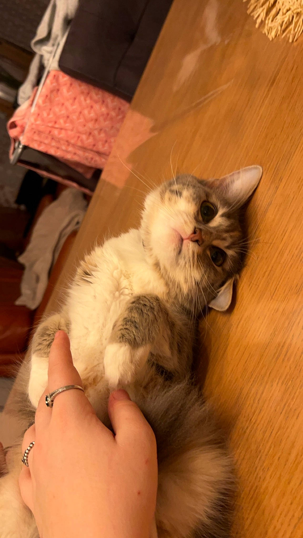 Luna participe au concours pour gagner de l'argent avec cette photo : carnivore, cat, claw, comfort, domestic_short_haired_cat, fawn, felidae, flooring, foot, fur, hand, hardwood, lap, nail, paw, small_to_medium_sized_cats, snout, tail, whiskers, wood