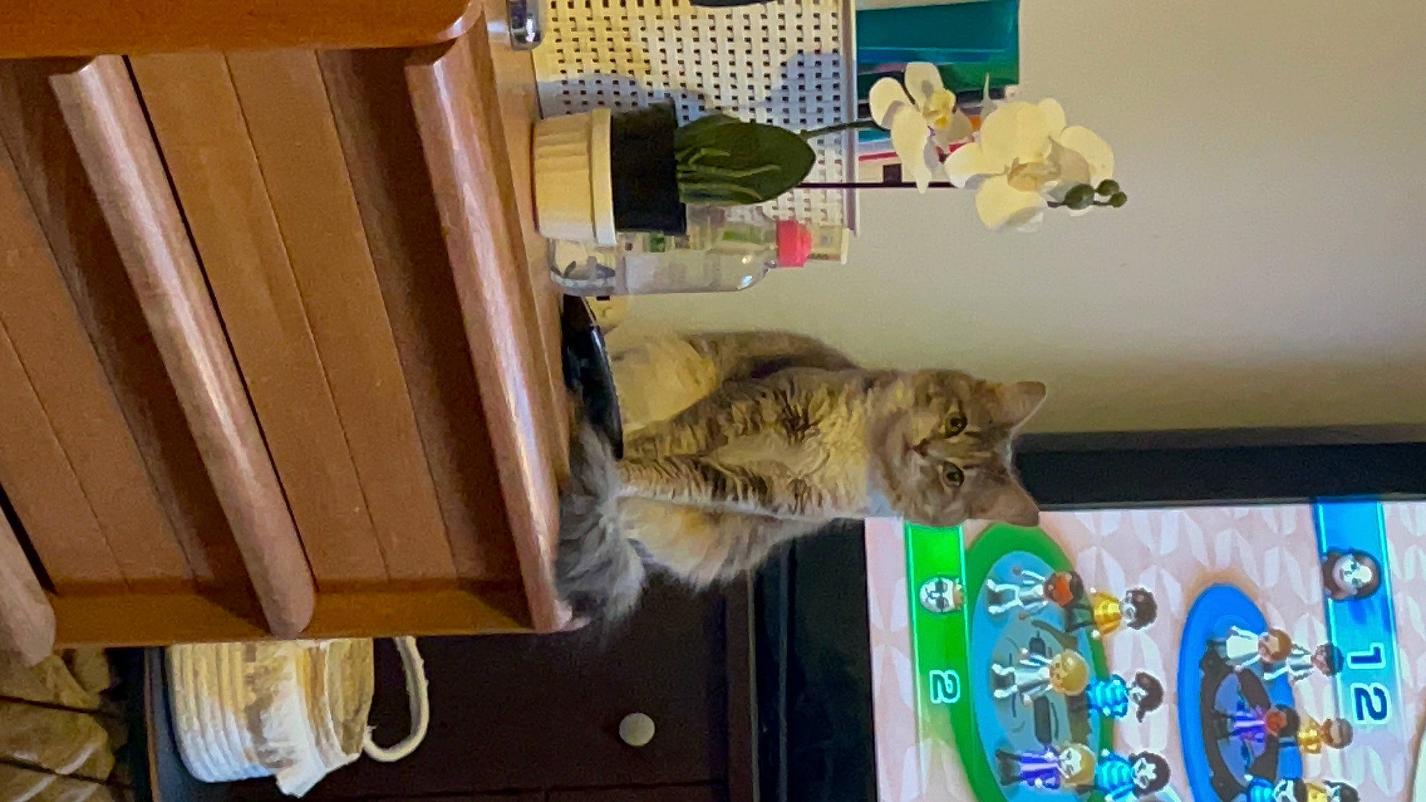 Luna a rejoint le concours — aidez-le/la à gagner de superbes lots ! carnivore, cat, domestic_short_haired_cat, felidae, fur, hardwood, machine, pet_supply, room, shelf, shelving, small_to_medium_sized_cats, tail, visual_arts, whiskers, wood