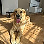 dog, golden_retriever, tongue_out, indoor, sunlight, tile_floor, happy, pet, animal, canine, laying_down, shadow, light, fur, closeup, domestic, cute, friendly, mammal, companion