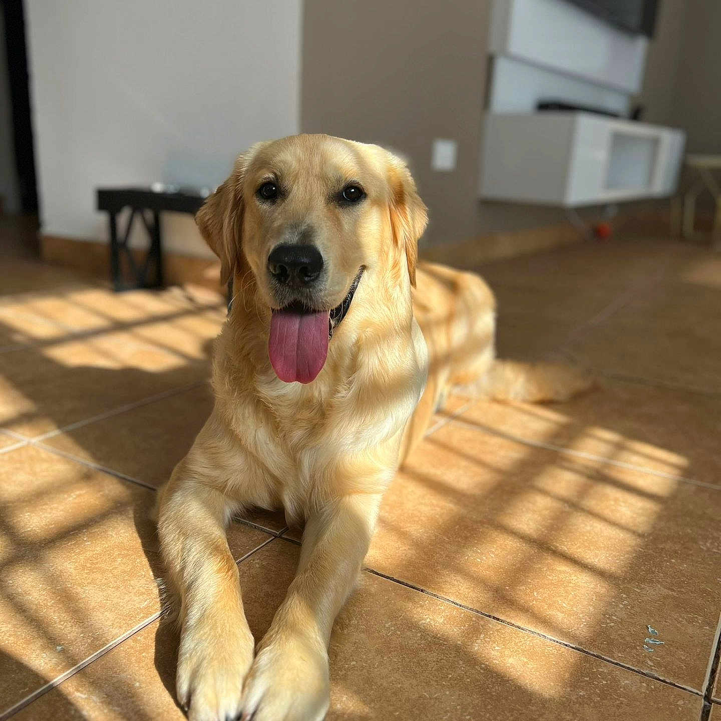 Ceso is registered to the contest to win money with this photo: animal, canine, closeup, companion, cute, dog, domestic, friendly, fur, golden_retriever, happy, indoor, laying_down, light, mammal, pet, shadow, sunlight, tile_floor, tongue_out