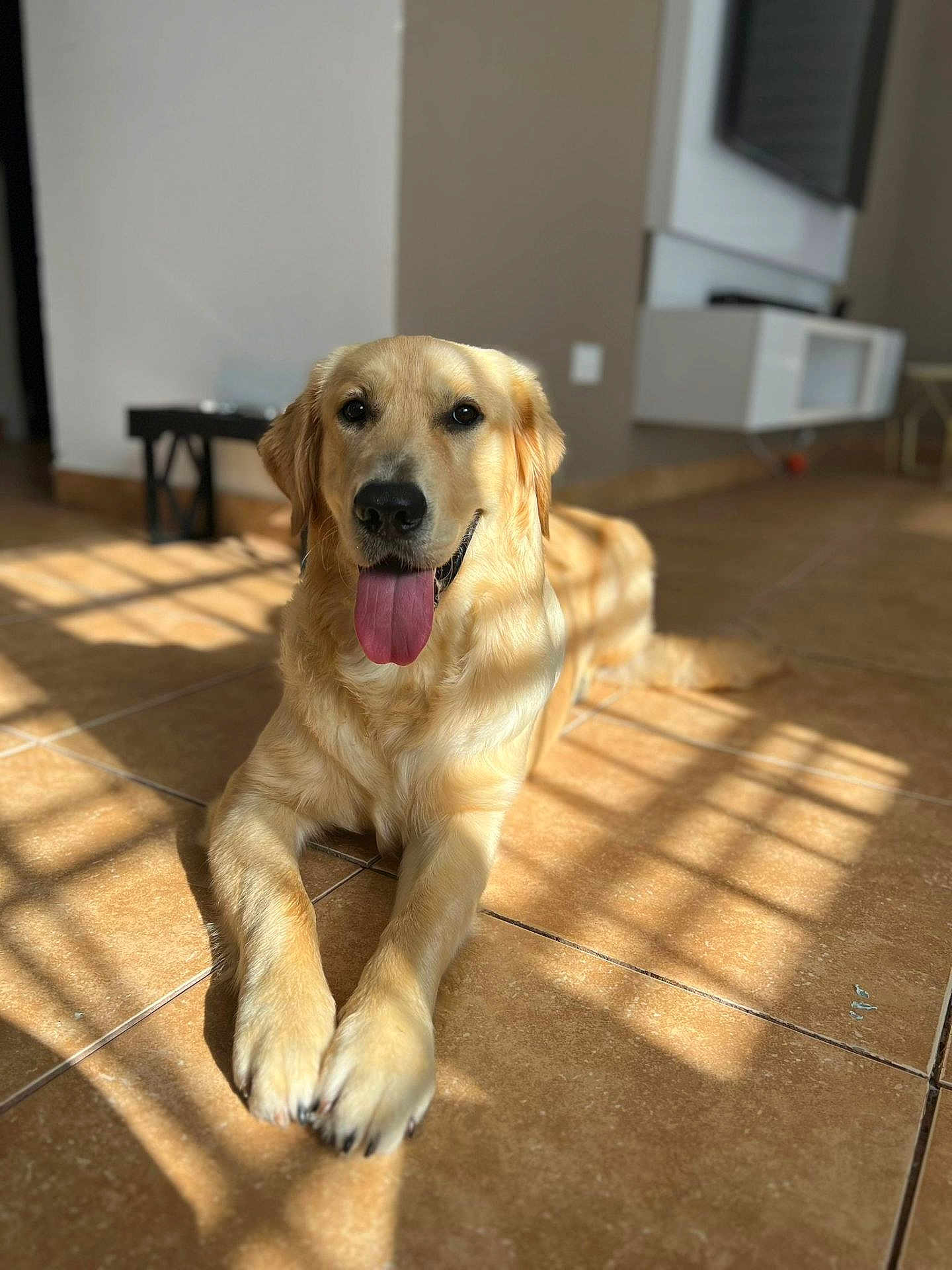 Ceso is registered to the contest to win money with this photo: dog, golden_retriever, tongue_out, indoor, sunlight, tile_floor, happy, pet, animal, canine, laying_down, shadow, light, fur, closeup, domestic, cute, friendly, mammal, companion