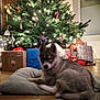 Koda a rejoint le concours — aidez-le/la à gagner de superbes lots ! dog, puppy, husky, christmas_tree, christmas_lights, holiday, presents, gift_wrap, cushion, floor, indoor, decorations, festive, pine_tree, relaxing, pet, animal, cozy, home, celebration