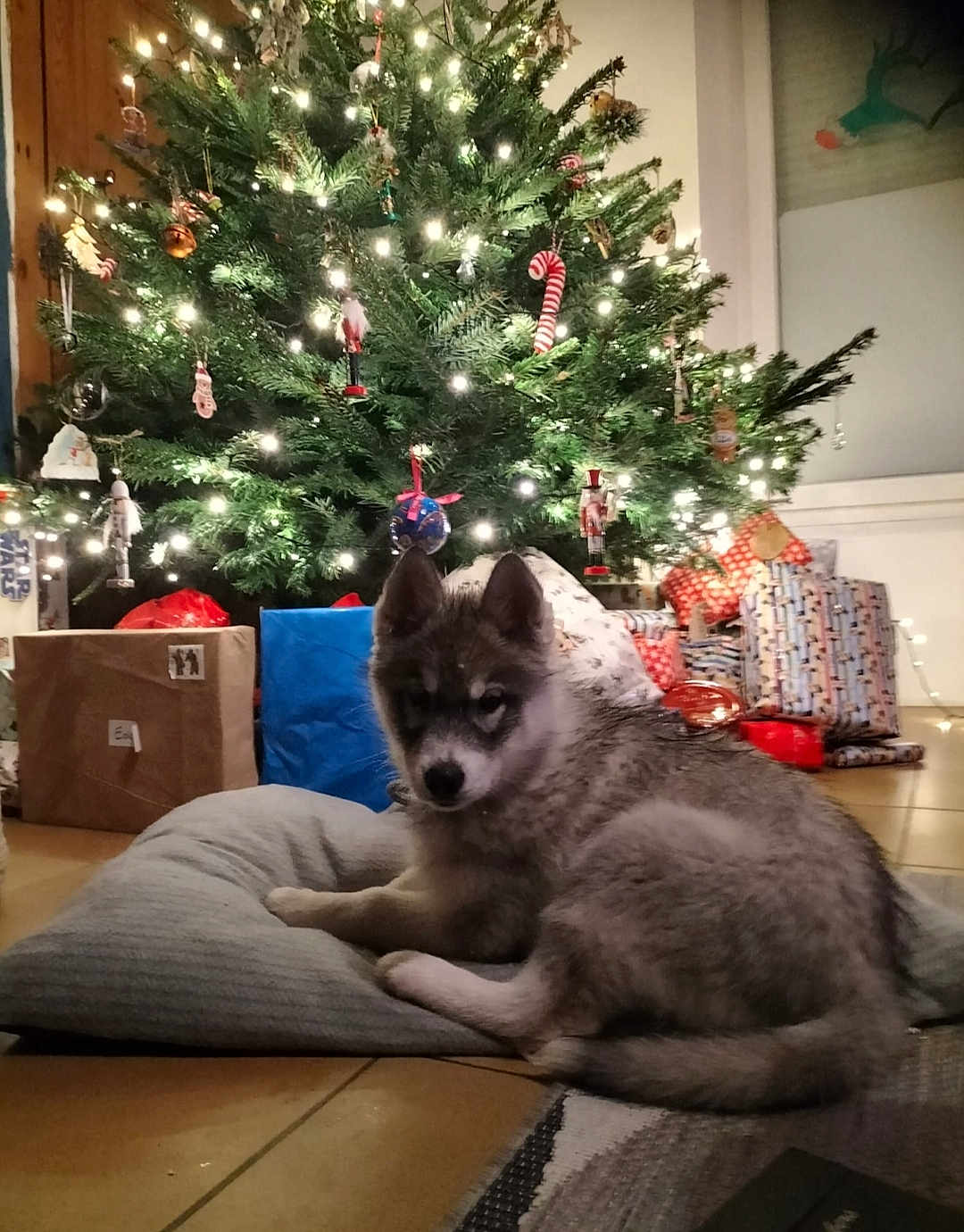 Koda a rejoint le concours — aidez-le/la à gagner de superbes lots ! dog, puppy, husky, christmas_tree, christmas_lights, holiday, presents, gift_wrap, cushion, floor, indoor, decorations, festive, pine_tree, relaxing, pet, animal, cozy, home, celebration