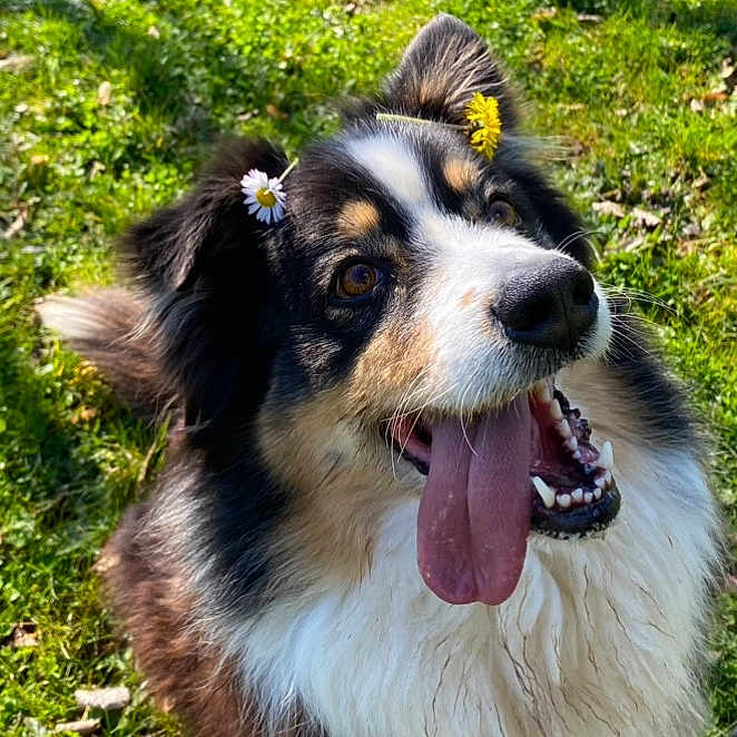 Myrtille