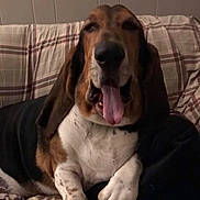 Murphy joined the competition — help win amazing prizes! animal, basset_hound, canine, companion, couch, cute, dog, domestic, ears, friendly, fur, house, indoor, lying_down, mammal, pet, plaid, relaxed, resting, tongue_out