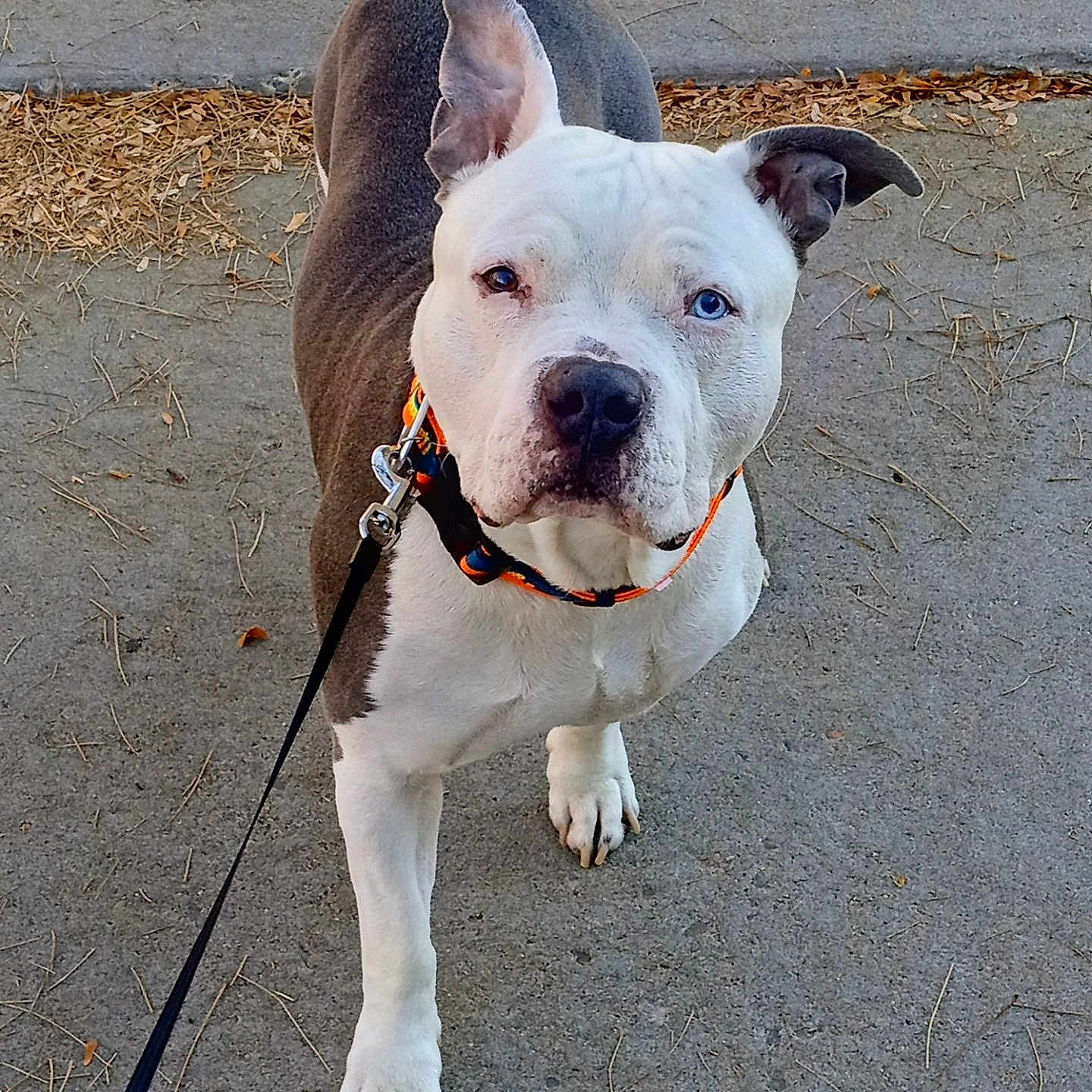 Blue is registered to the contest to win money with this photo: animal, canine, closeup, concrete, curious, daylight, dog, ears, friendly, gray, heterochromia, leash, nature, outdoor, paw, pet, pitbull, sidewalk, walking, white