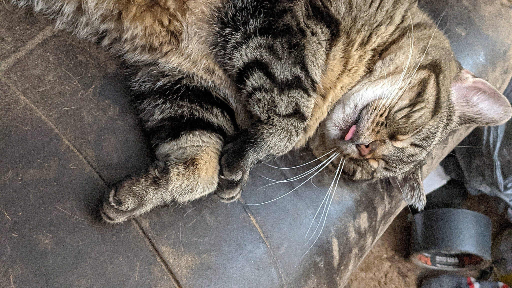 Bella is registered to the contest to win money with this photo: carnivore, cat, claw, domestic_short_haired_cat, felidae, fur, grass, grey, nap, paw, sleep, small_to_medium_sized_cats, snout, tail, terrestrial_animal, whiskers