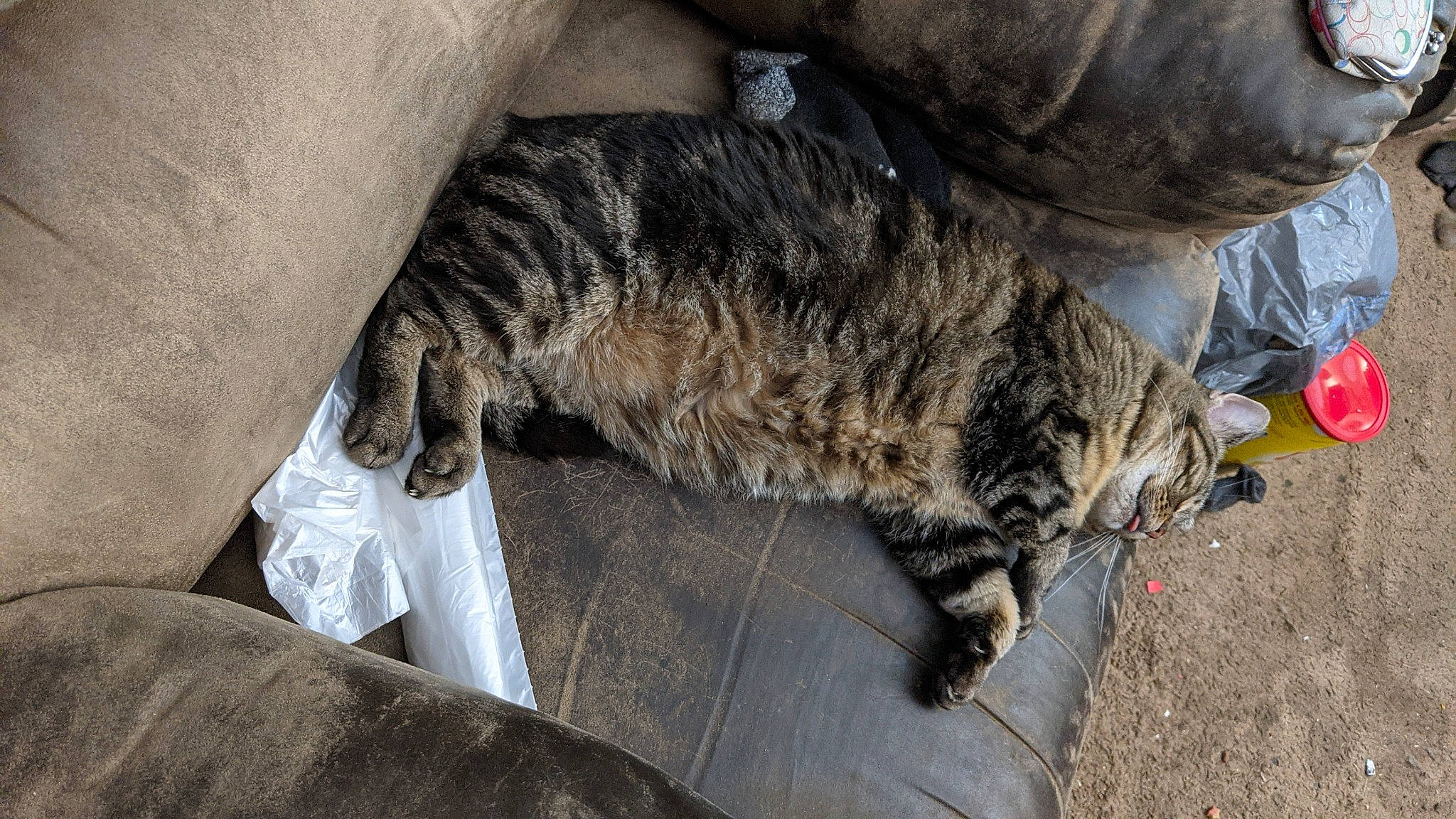 Bella joined the competition — help win amazing prizes! carnivore, cat, claw, comfort, domestic_short_haired_cat, felidae, fur, grey, military_camouflage, paw, small_to_medium_sized_cats, snout, tail, terrestrial_animal, whiskers