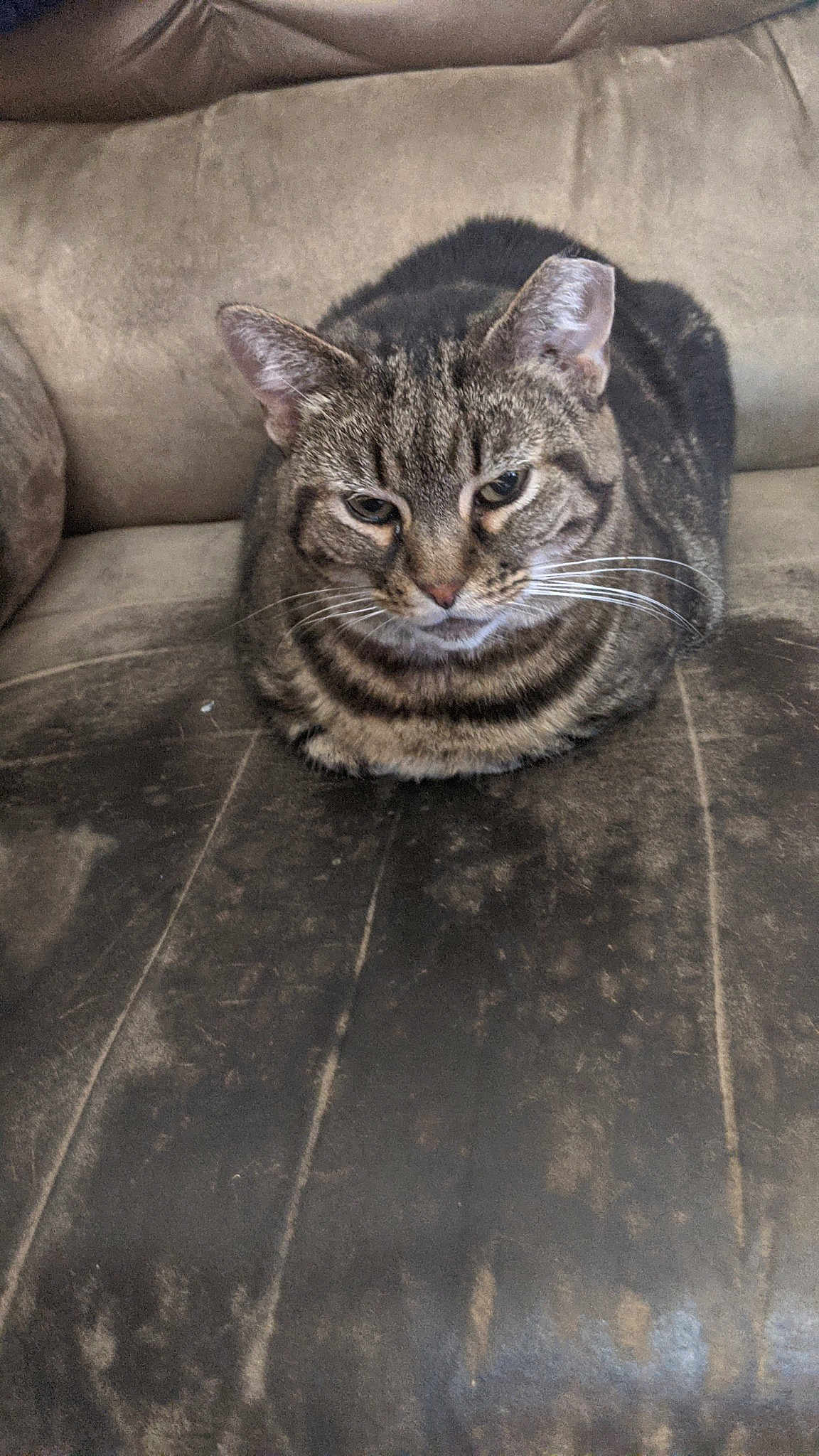 Bella