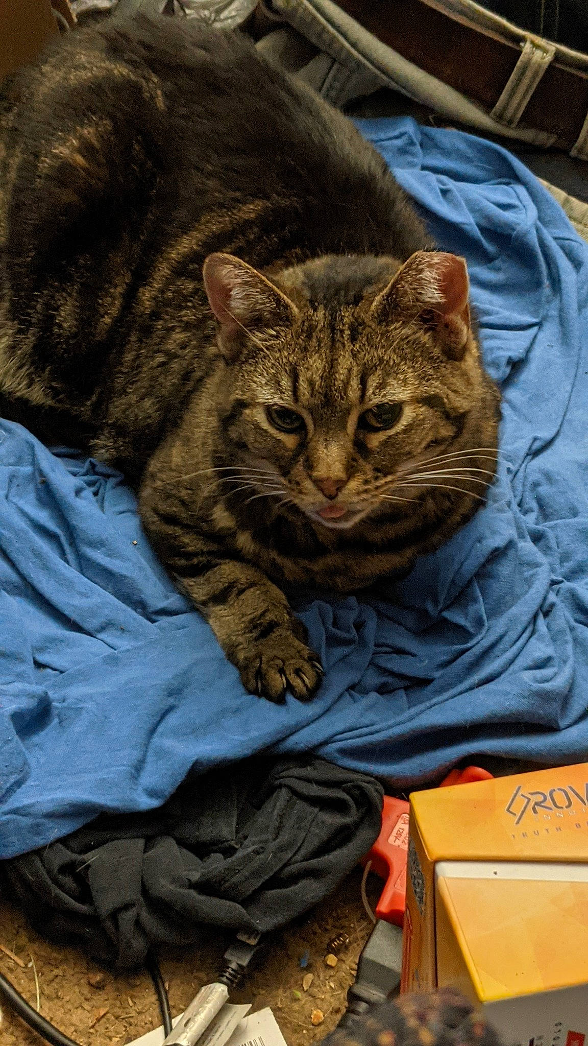 Bella joined the competition — help win amazing prizes! box, cardboard, carnivore, carton, cat, claw, comfort, domestic_short_haired_cat, eye, felidae, fur, packaging_and_labeling, shipping_box, sitting, small_to_medium_sized_cats, snout, terrestrial_animal, tree, whiskers, wildlife