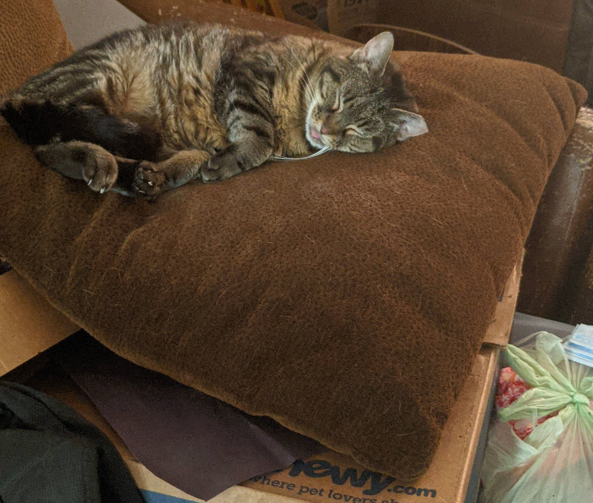 Bella joined the competition — help win amazing prizes! bag, bed, carnivore, cat, cat_bed, cat_supply, comfort, domestic_short_haired_cat, fawn, felidae, fur, grey, linens, nap, paw, sleep, small_to_medium_sized_cats, tail, textile, whiskers