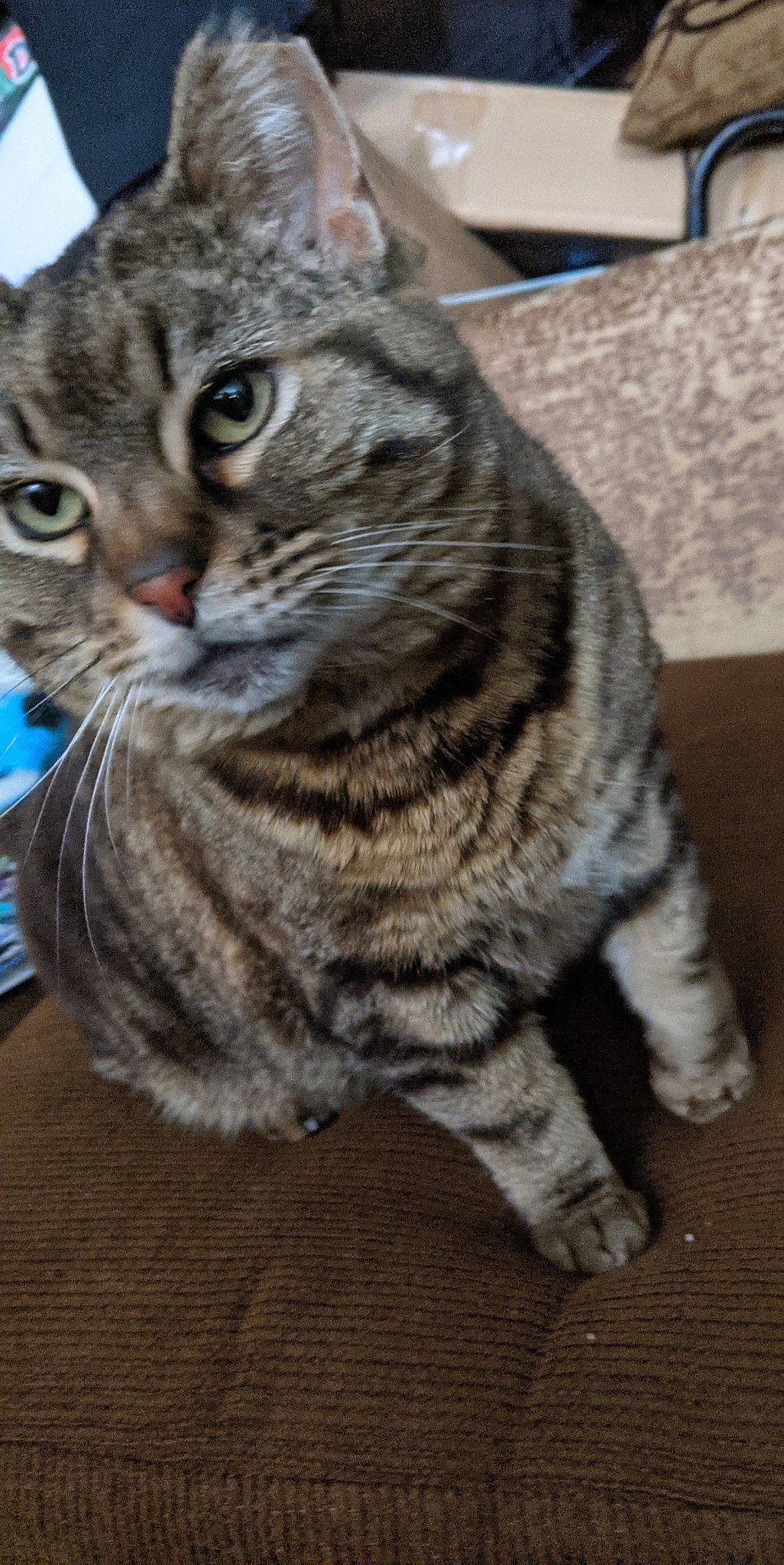 Bella is registered to the contest to win money with this photo: art, carnivore, cat, domestic_short_haired_cat, felidae, fur, small_to_medium_sized_cats, snout, terrestrial_animal, whiskers