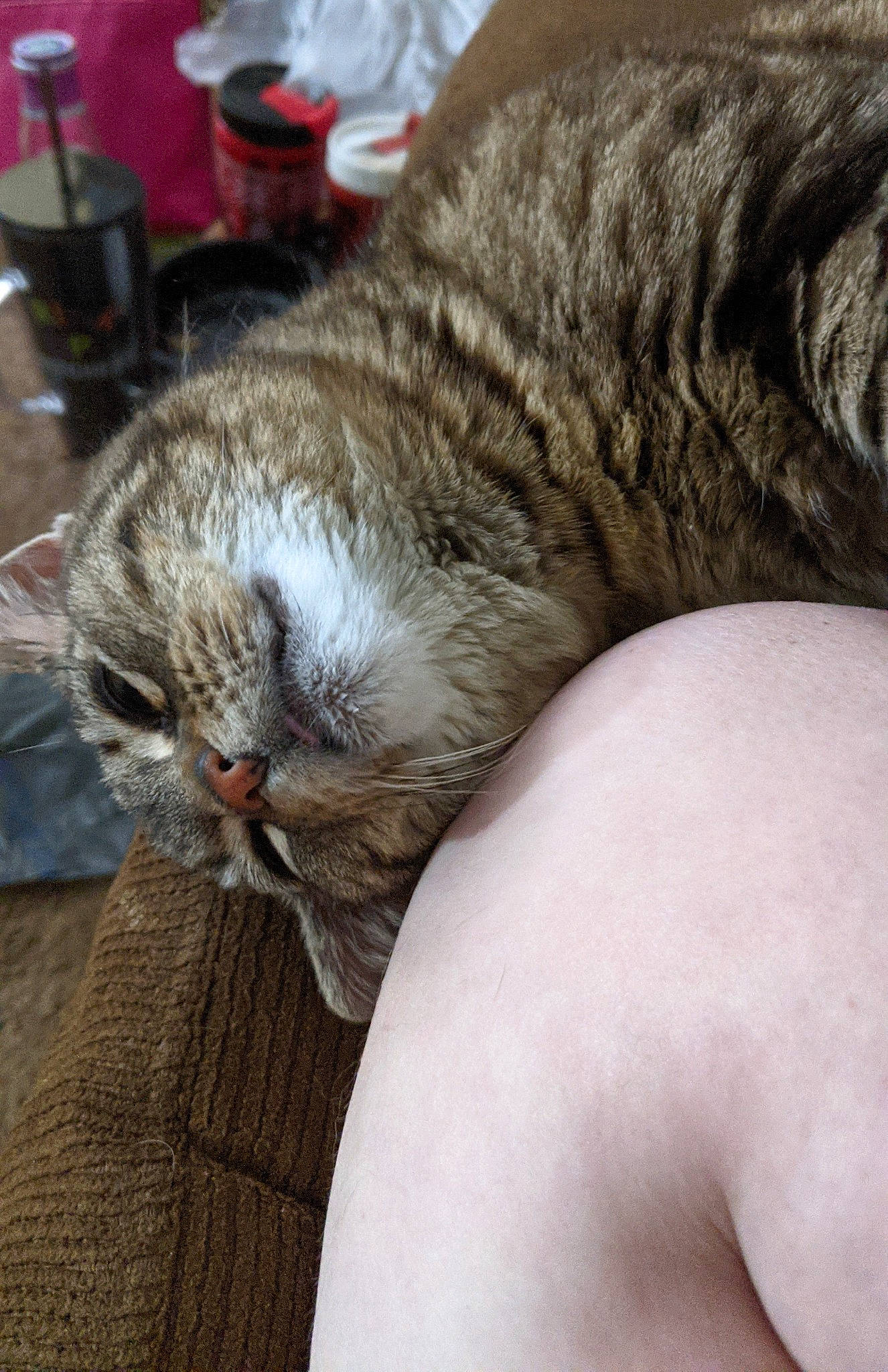 Bella joined the competition — help win amazing prizes! carnivore, cat, claw, comfort, domestic_short_haired_cat, fawn, felidae, fur, grey, nap, paw, sitting, sleep, small_to_medium_sized_cats, snout, tail, terrestrial_animal, whiskers, wildlife, wood