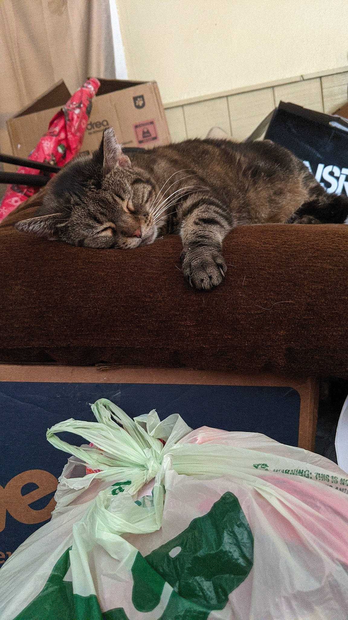 Bella is registered to the contest to win money with this photo: bag, carnivore, cat, comfort, couch, domestic_short_haired_cat, fashion_accessory, felidae, fur, grey, linens, luggage_and_bags, mammal, metal, pattern, paw, small_to_medium_sized_cats, tail, vertebrate, whiskers