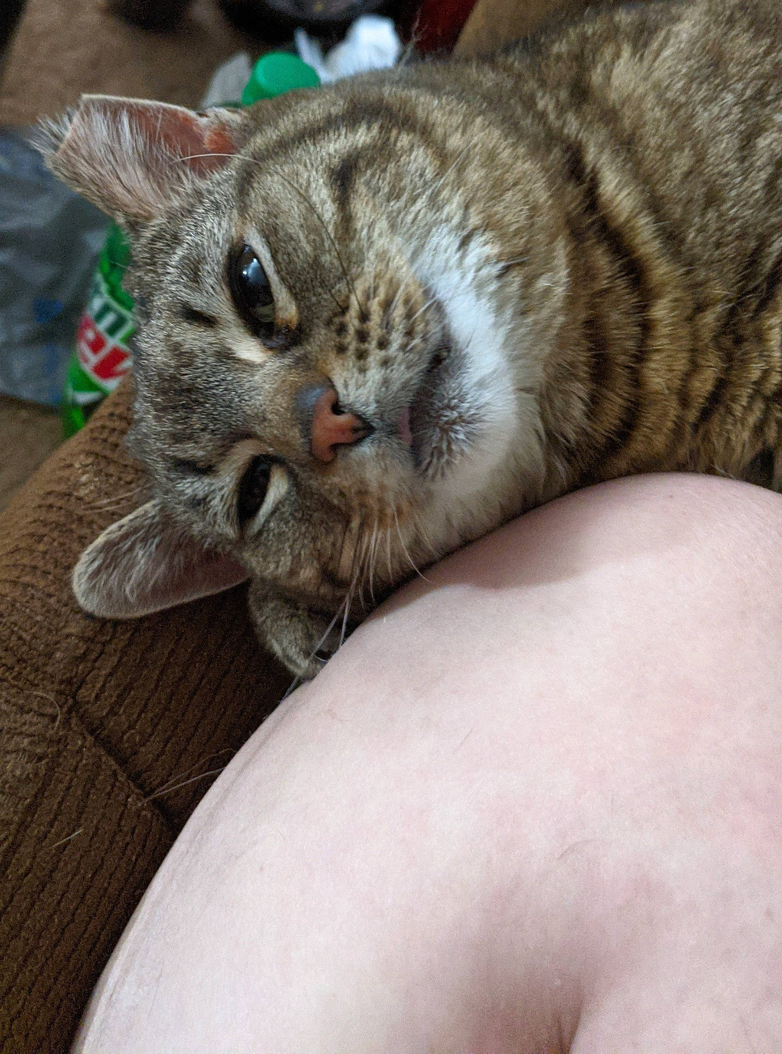 Bella joined the competition — help win amazing prizes! bed, carnivore, cat, cat_supply, claw, comfort, domestic_short_haired_cat, fawn, felidae, fur, nail, nap, paw, small_to_medium_sized_cats, snout, tail, whiskers