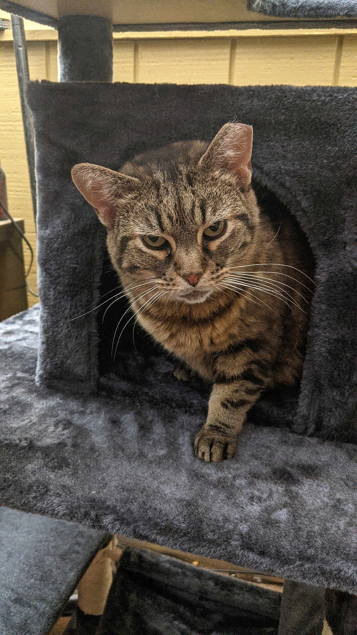 Bella