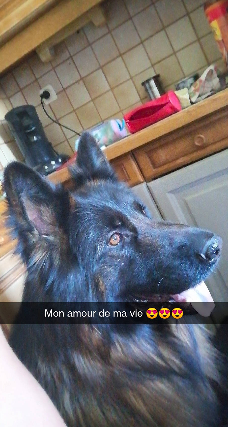 Lobo a rejoint le concours — aidez-le/la à gagner de superbes lots ! belgian_shepherd, bohemian_shepherd, canidae, carnivore, dog, dog_breed, ear, german_shepherd_dog, groenendael, herding_dog, king_shepherd, mammal, nose, rare_breed_dog, shiloh_shepherd_dog, snout, tervuren, vertebrate, working_dog