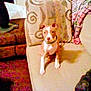 Lola is registered to the contest to win money with this photo: dog, puppy, couch, sofa, indoor, pet, animal, brown, white, blanket, pillow, living_room, furniture, domestic, cute, young, collar, seated, carpet, cozy