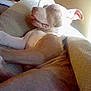 Lola is registered to the contest to win money with this photo: dog, sleeping, couch, relaxed, sunlight, indoor, pet, canine, resting, comfortable, cozy, tongue_out, close_up, furniture, domestic, animal, home, peaceful, nap, brown_and_white