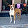 Lola