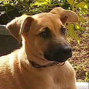 Spyke a rejoint le concours — aidez-le/la à gagner de superbes lots ! black_mouth_cur, dog, dog_breed, dog_breed_group, dog_like_mammal, fawn, pariah_dog, potcake_dog, rare_breed_dog, snout, sporting_group, street_dog